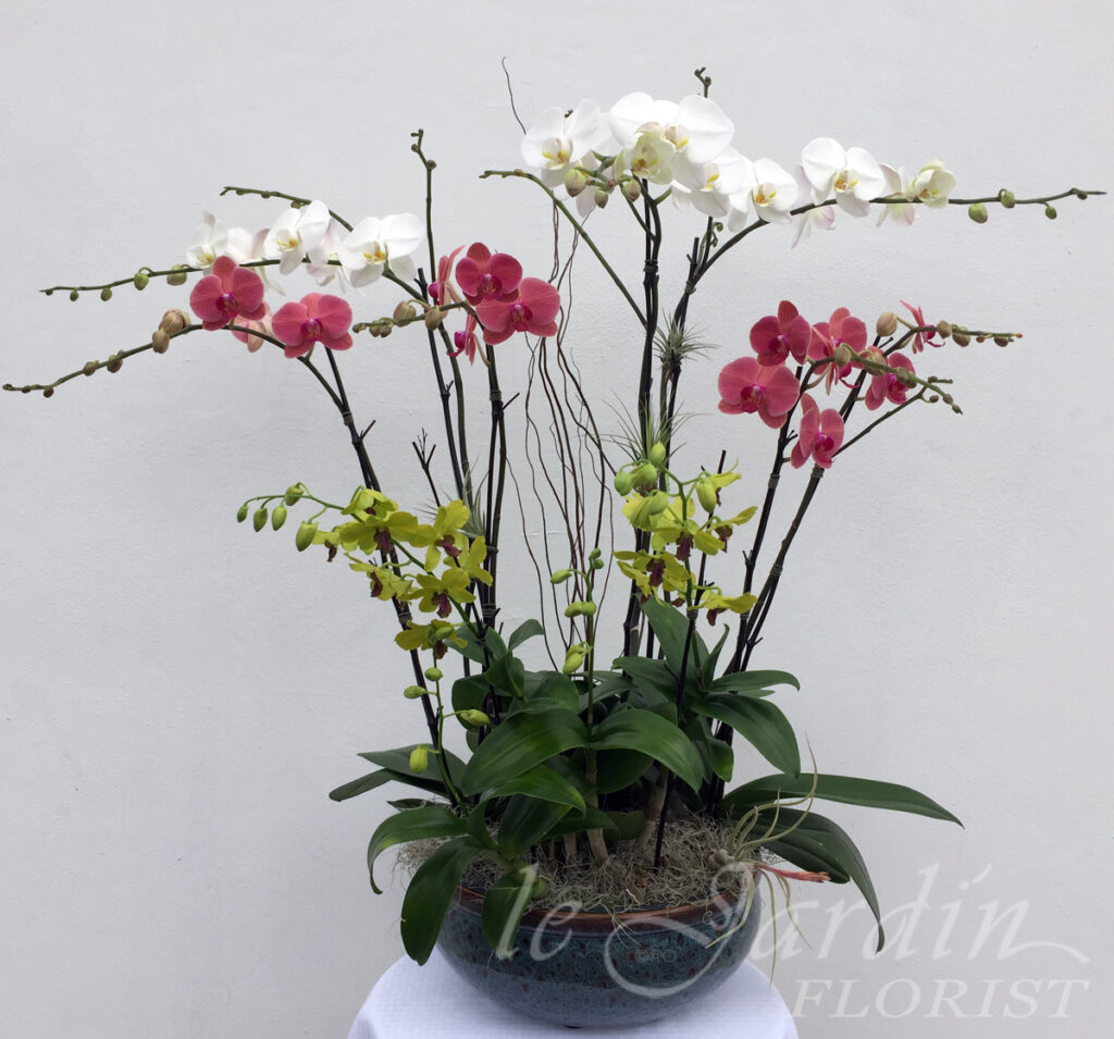 Live Orchid Plant Arrangements